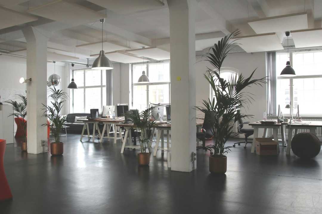 The Office Plant Report 2025 & How Greenery Improves Workplaces