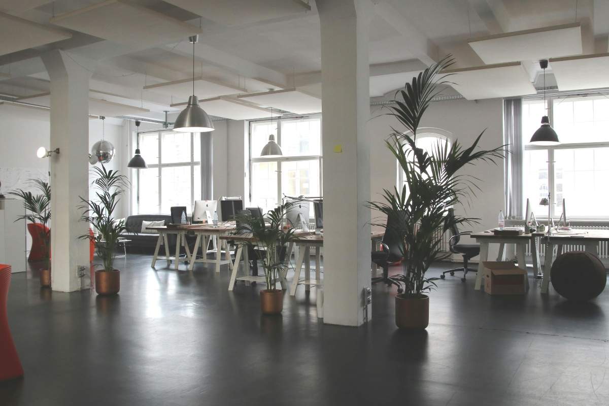 The Office Plant Report 2025 & How Greenery Improves Workplaces